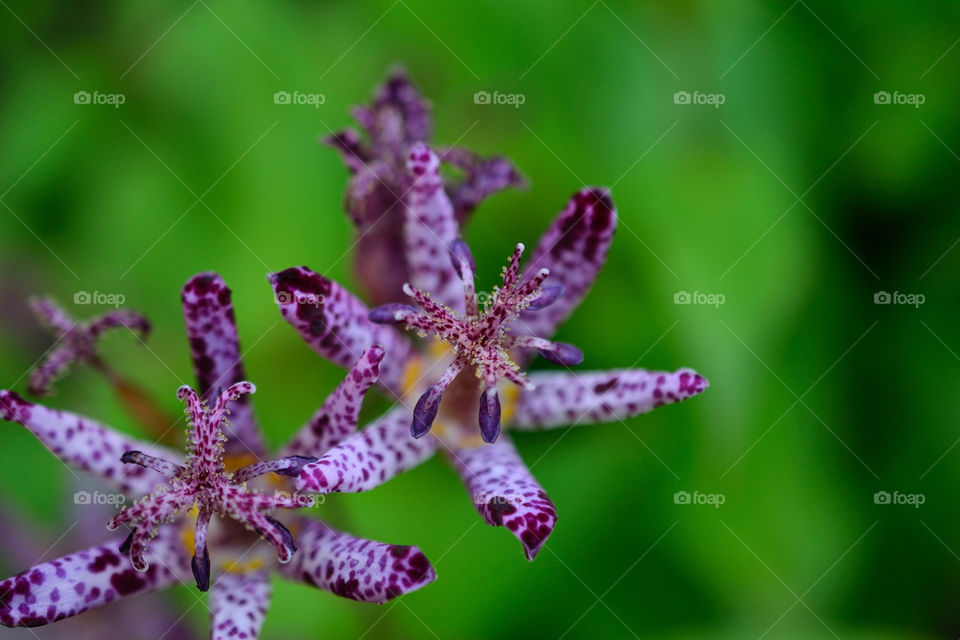 green nature flower color by t_wethand