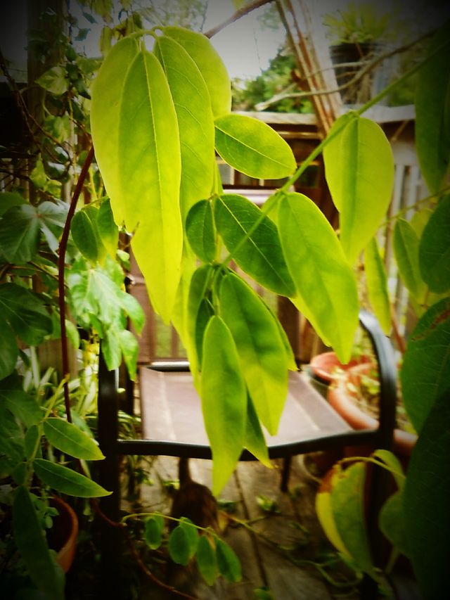 Green Leaves