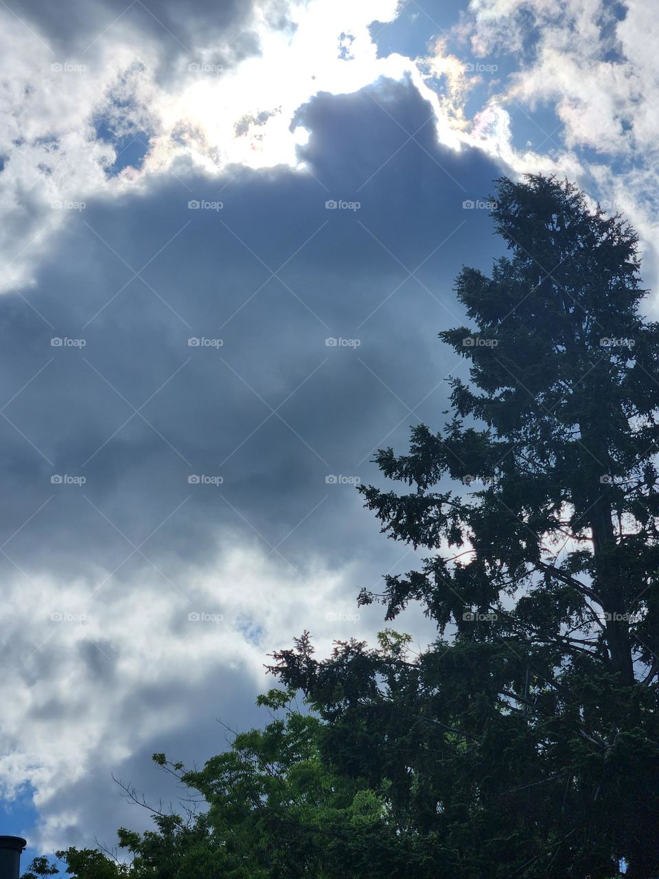 trees in Oregon with blue sky background framed by clouds