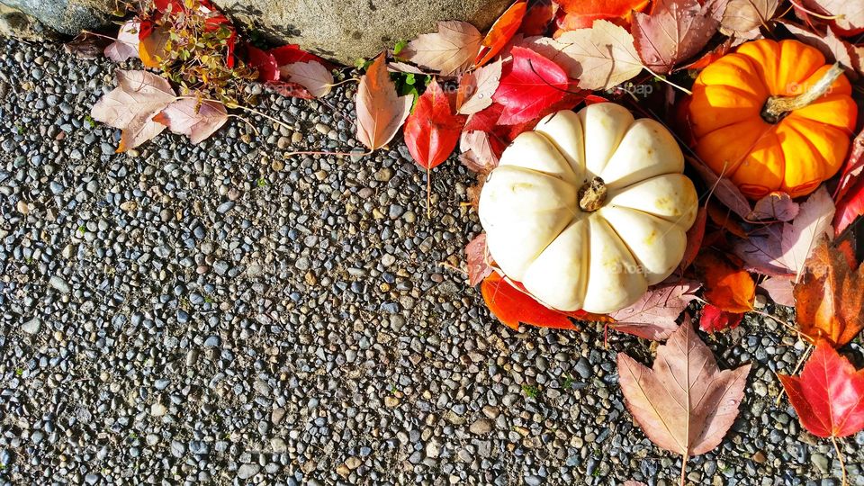 Fall leaves with orange and white pumpkins on the ground.
