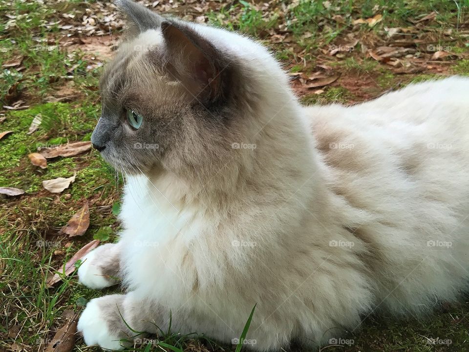 Ragdoll Cat