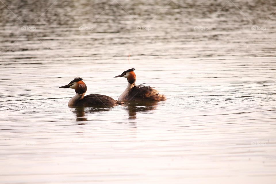 Two great grebes on a pond