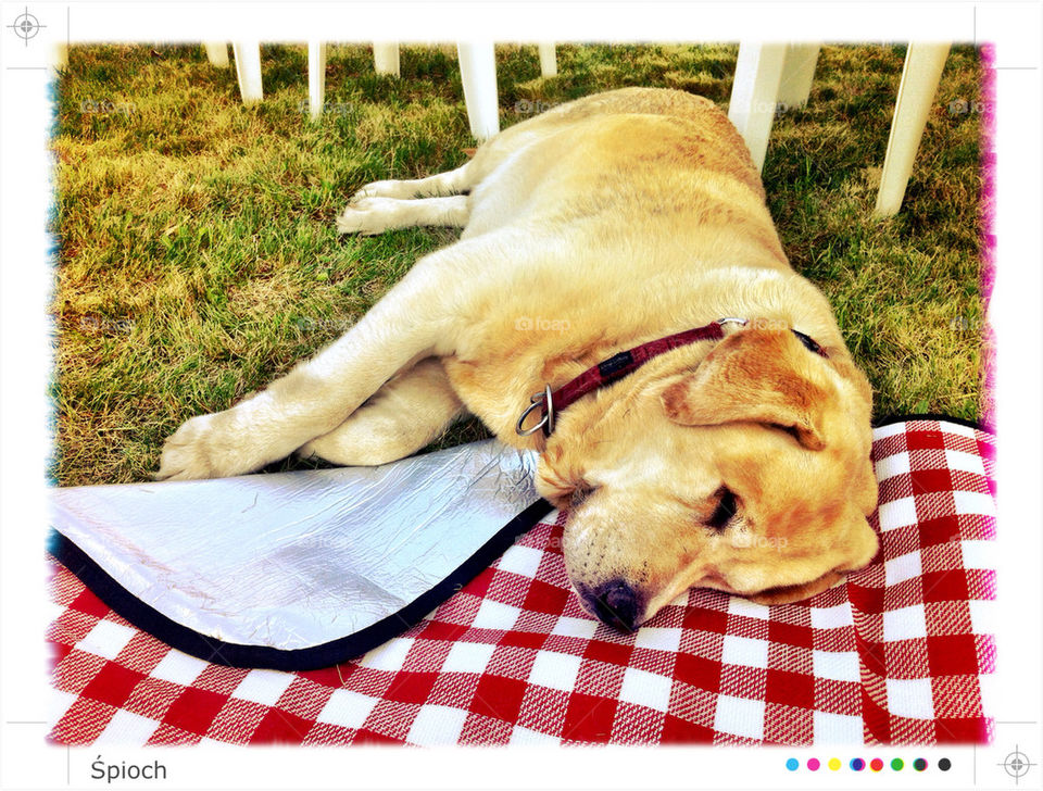 grass dog poland sleep by sp-luk