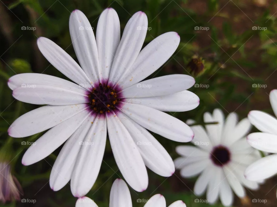 white flower