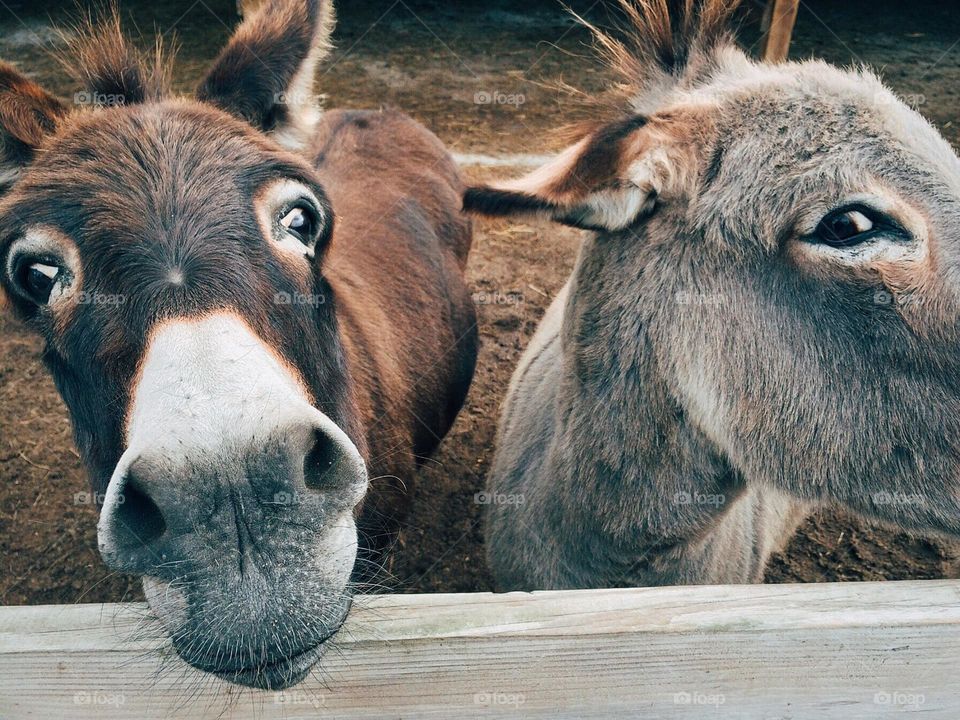Donkey selfie