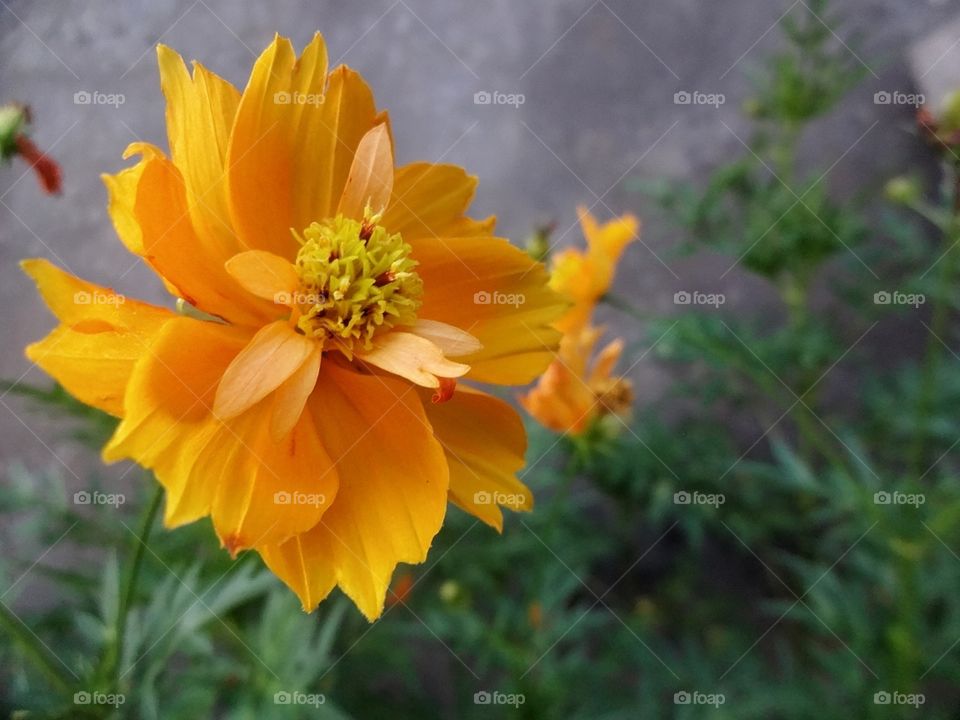 The Yellow head Flower