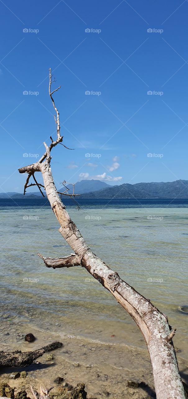 Dried trees along the beach