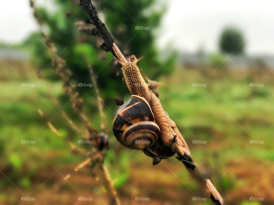 Nature snails 