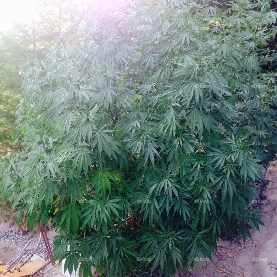 Homegrown medicinal
Marijuana plant