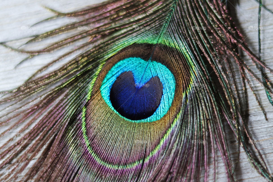 A peacock feather close-up
