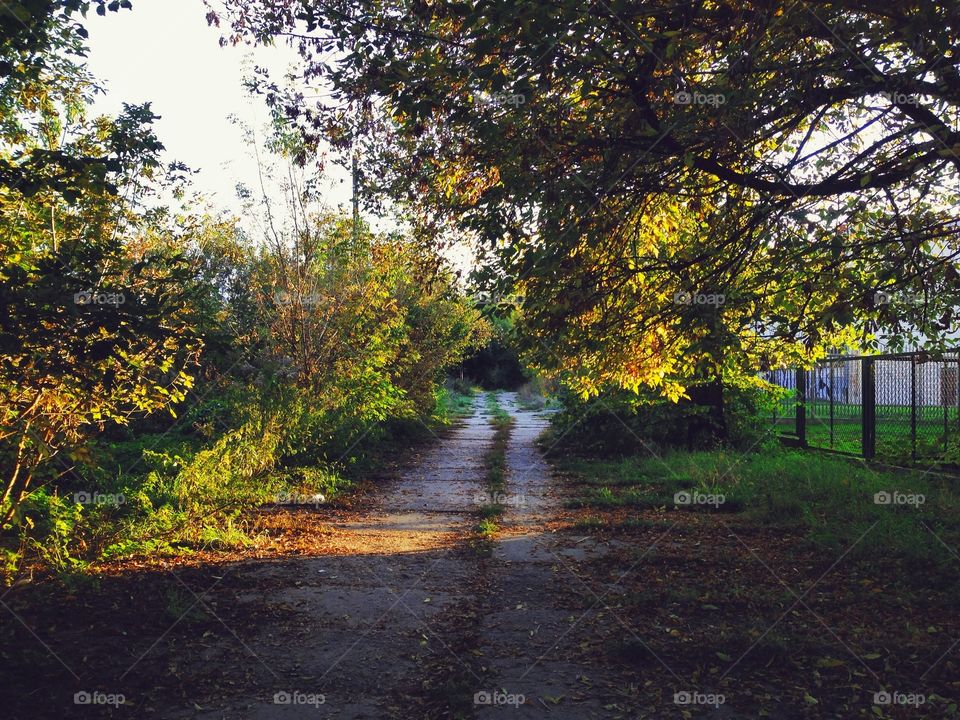 Road in the forest 