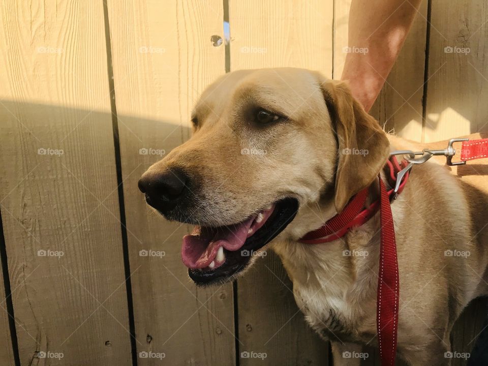 I'm lost and I'm looking and waiting for my owner and I need water and food here. 