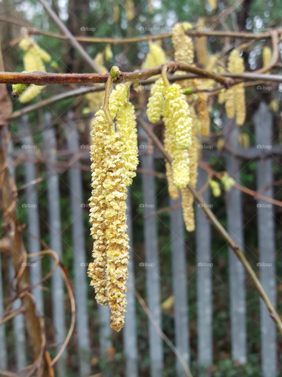 tree in flowers