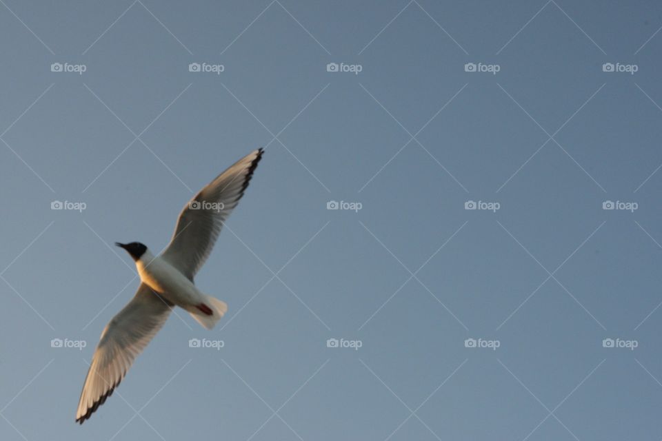 bird gliding in a cloudless sky