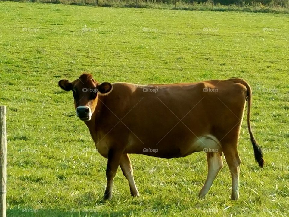 Driving the Back Roads and enjoying everything around us. It  is nice to know we still have some dairy farmers .