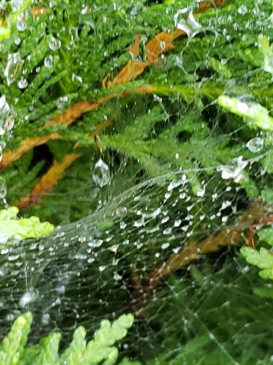 spider web after early morning rain