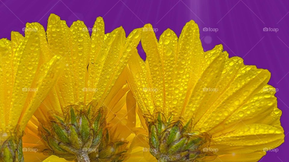 yellow flowers on the purple background