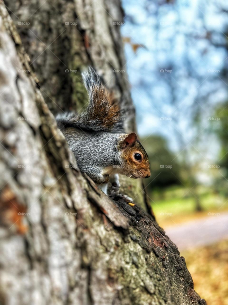 squirrel, animal, tree, rodent, cute, mammal, nature, grey, wildlife, fur, wild, tail, gray, park, animals, forest, furry, grey squirrel, eating, small, fluffy, nut, brown