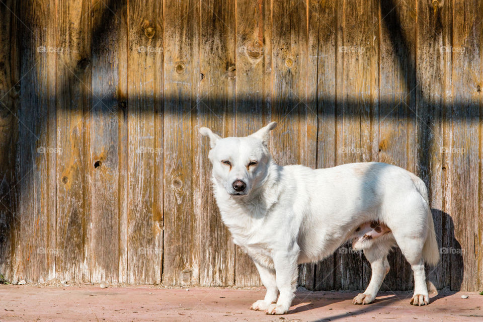 Wood, Dog, Animal, Wooden, Mammal