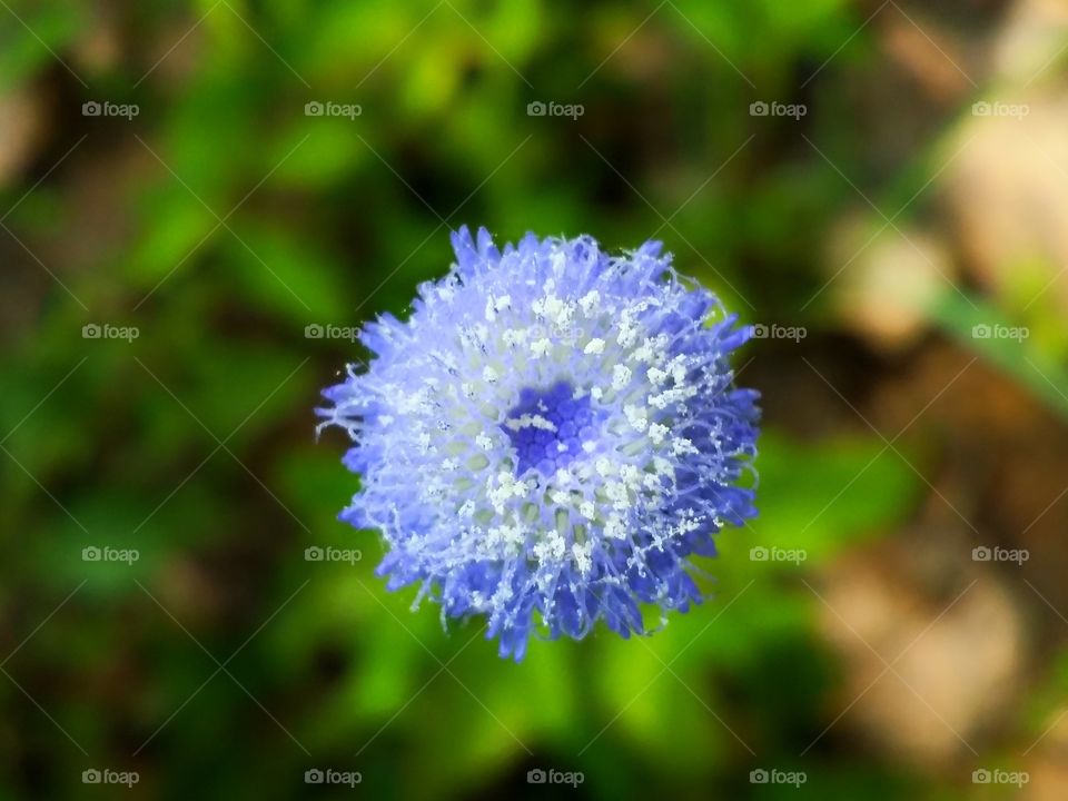 Flowers blooming in nature