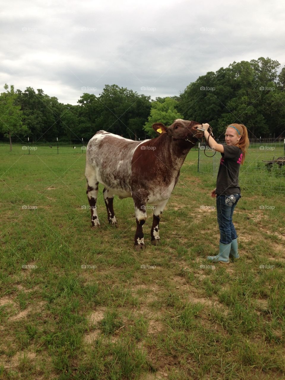 Show Life. My daughter with her Shorthorn show steer.