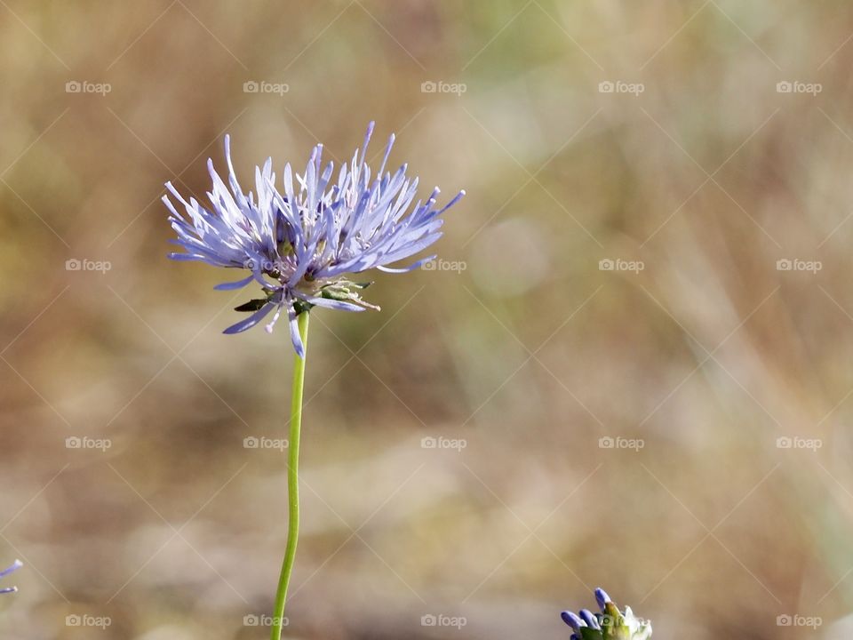 Flowering dunes