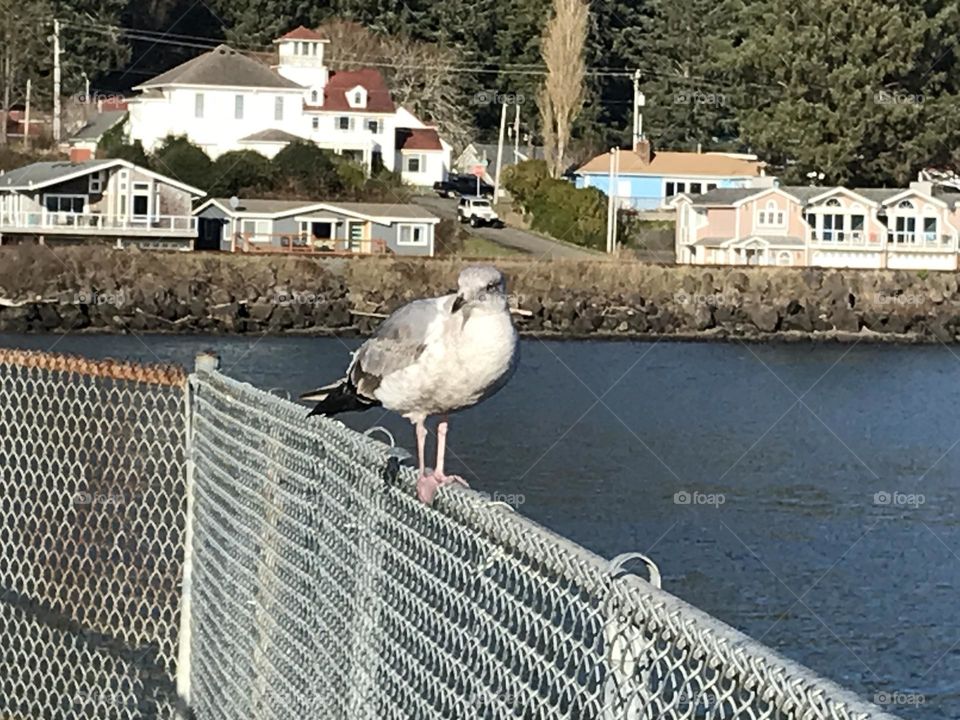 Seagull on fence