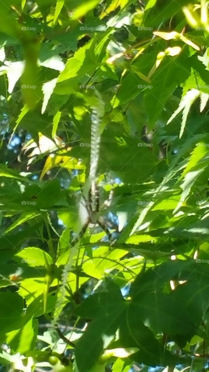 spider in tree. hope this visitor eats lots of bugs