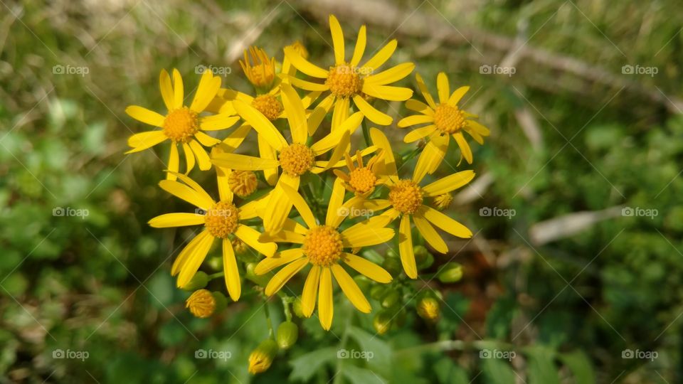 Nature, No Person, Flower, Summer, Flora