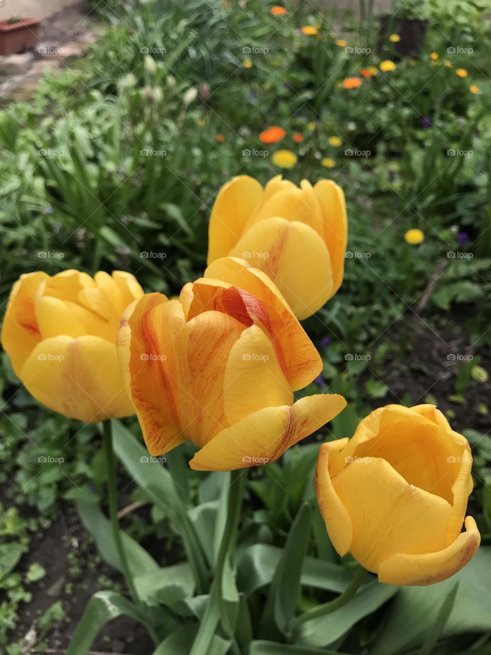 Yellow tulips