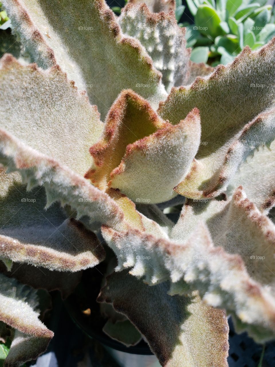 hairy plant