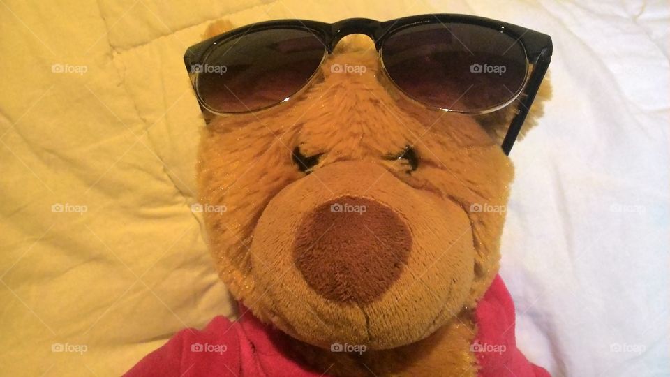 bear with sunglasses