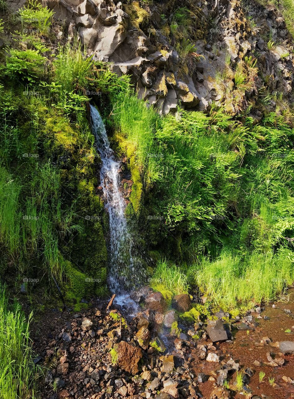 Runoff from a rugged mountain with lush ferns and other greenery form a beautiful little creek in Western Oregon on a sunny summer morning. 