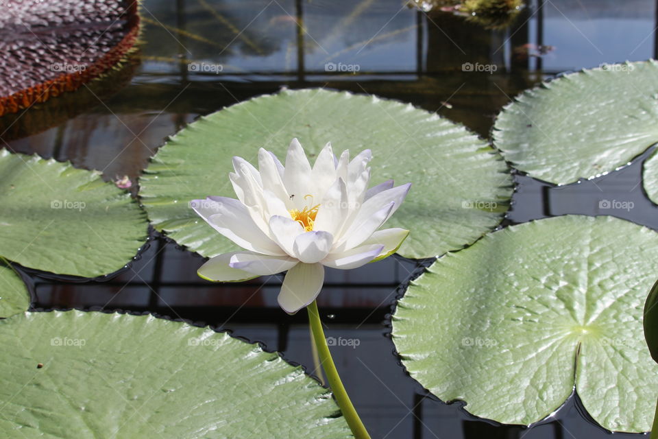 Water Lily at Queen Sirikrit Botanical Garden Chiang Mai Thailand 