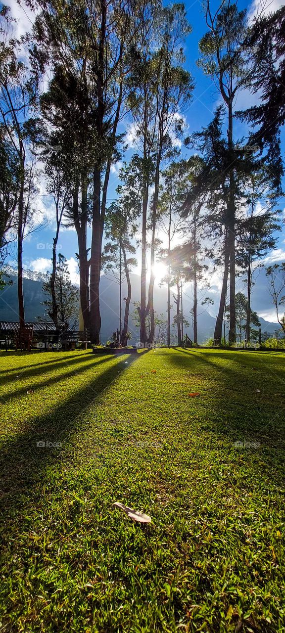 Golden Rays Among Trees