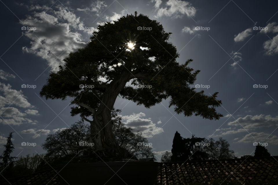 Jardín botánico, Madrid