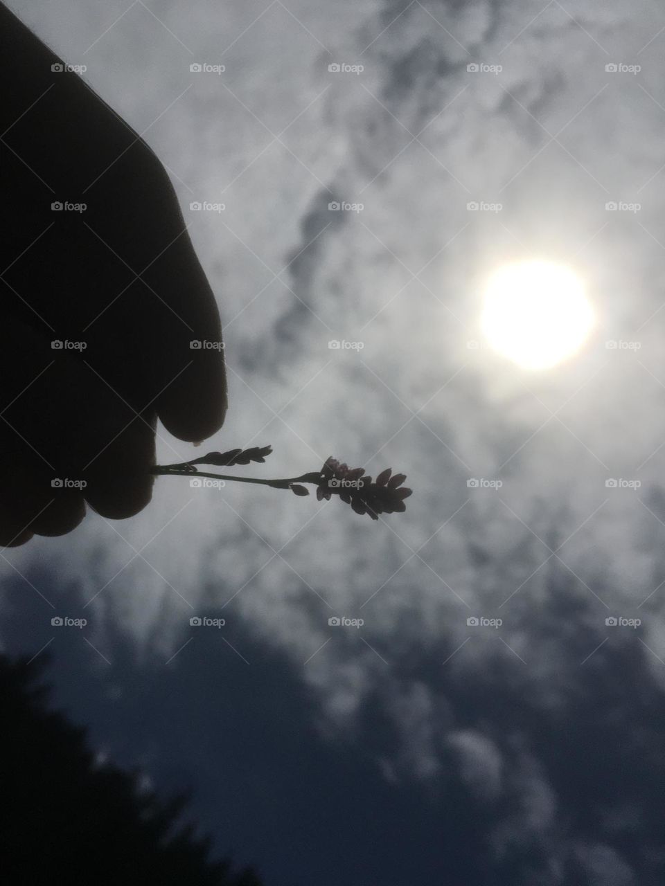 Sky , Flowers and moon