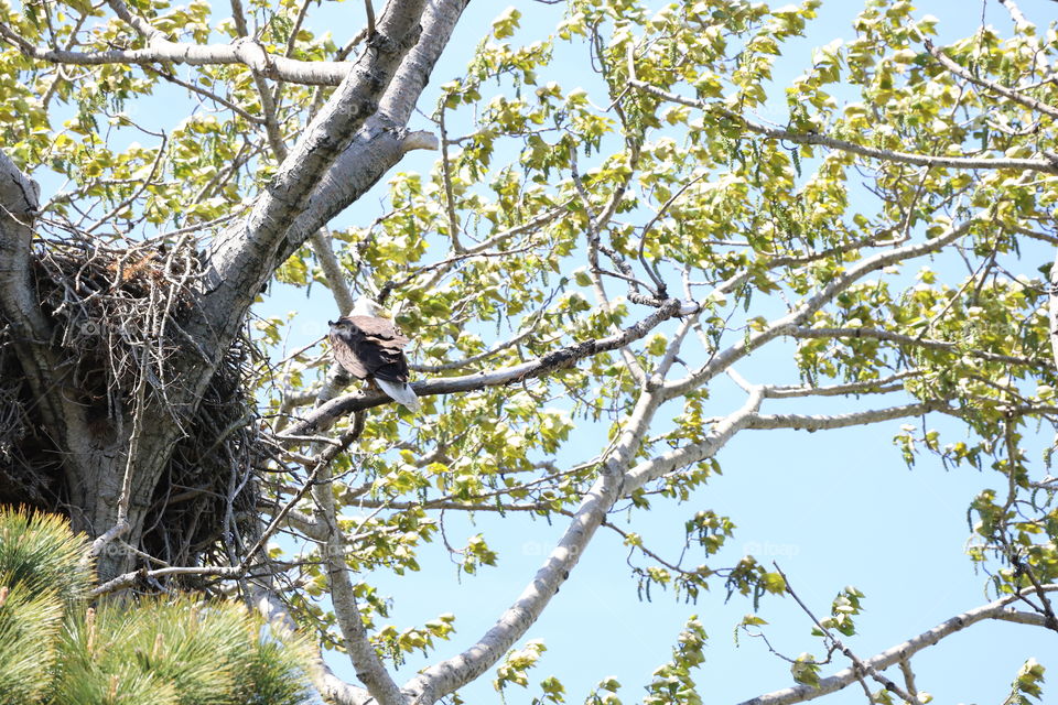 Bald eagle on top of tall tree