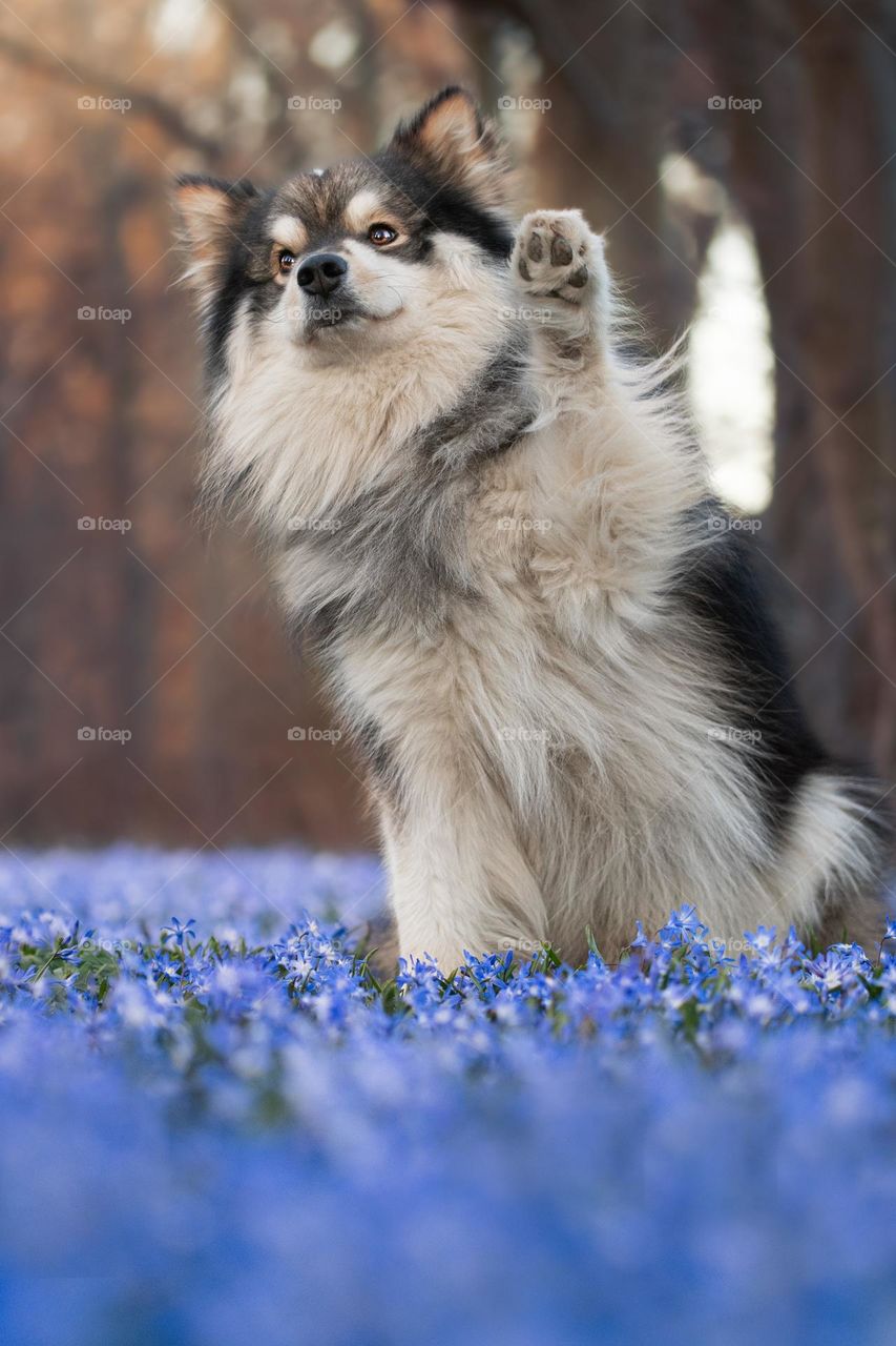 Portrait of a young Finnish Lapphund dog in flowers