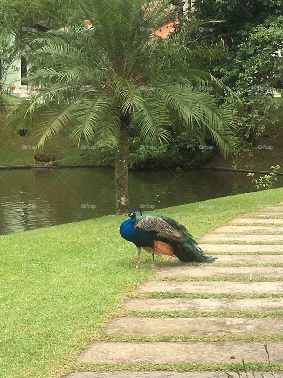 Pavão 