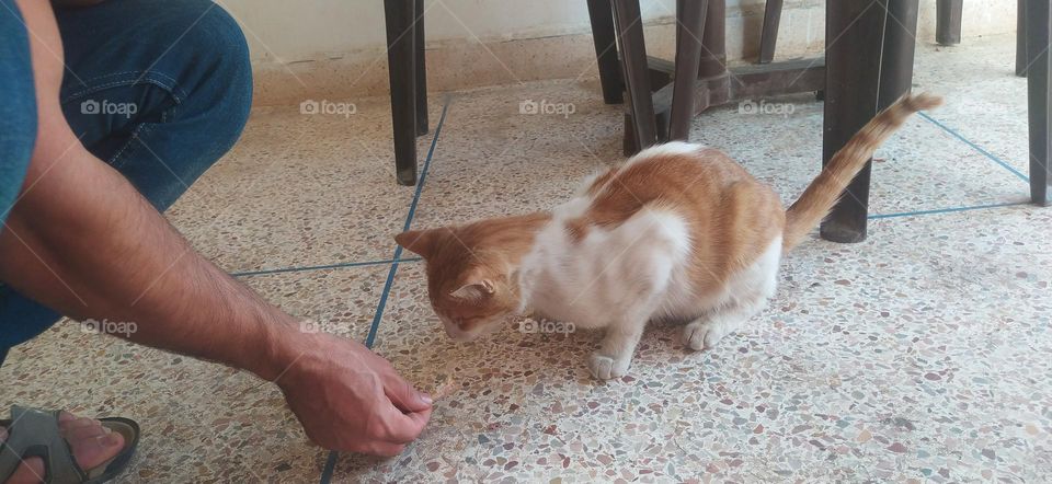 i give food to cat in traditionnel restaurant