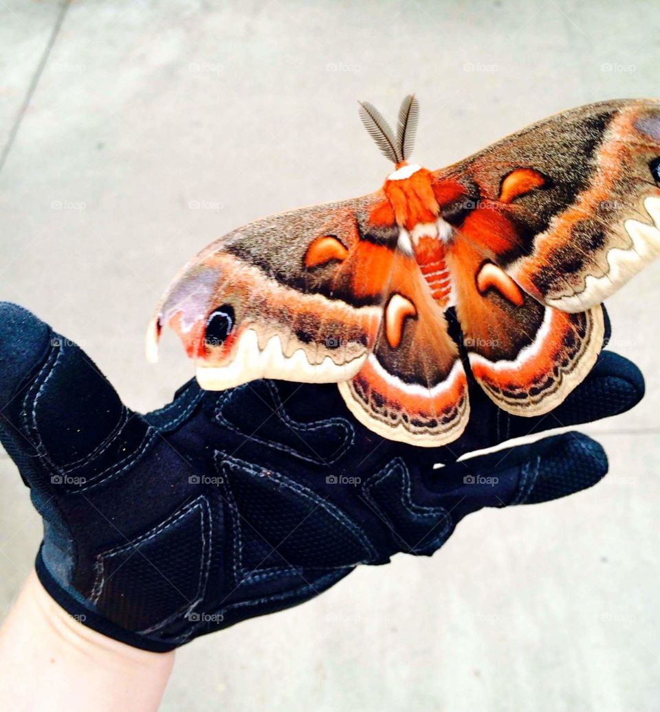 Butterfly, Nature, Insect, Animal, Wing