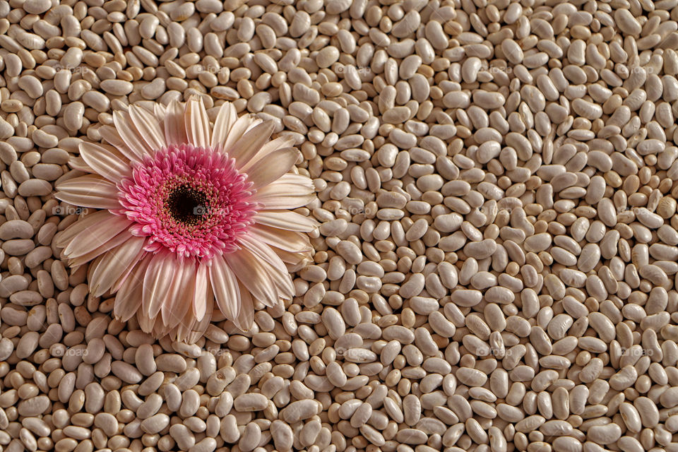 Beans with flower