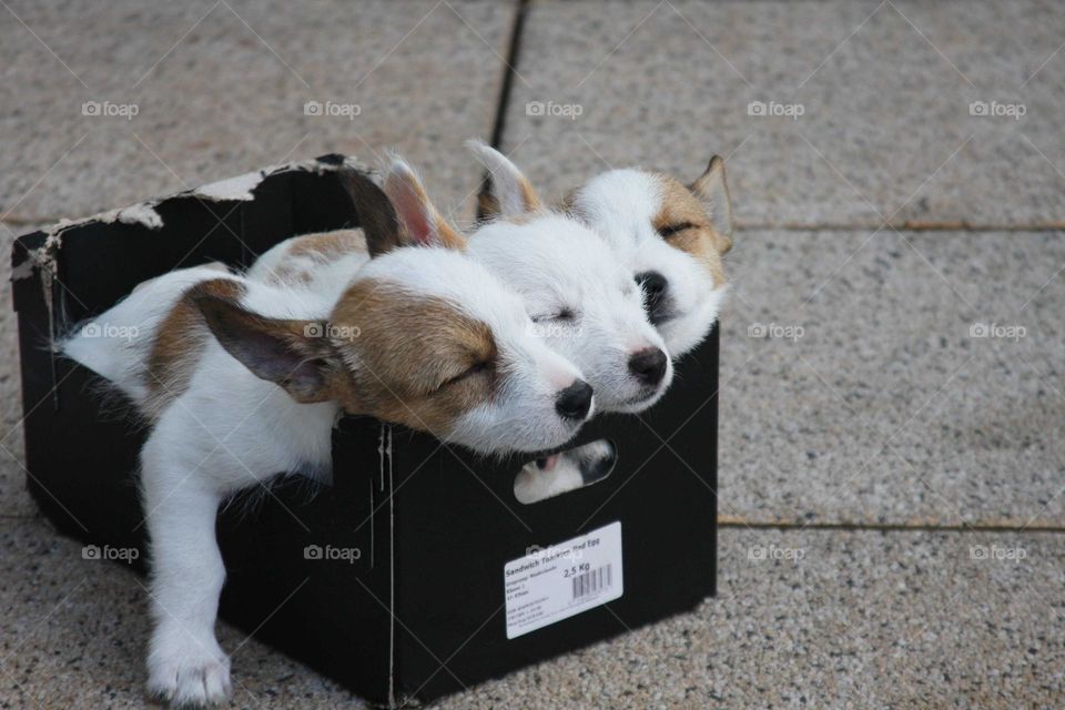 Cute puppies in a box