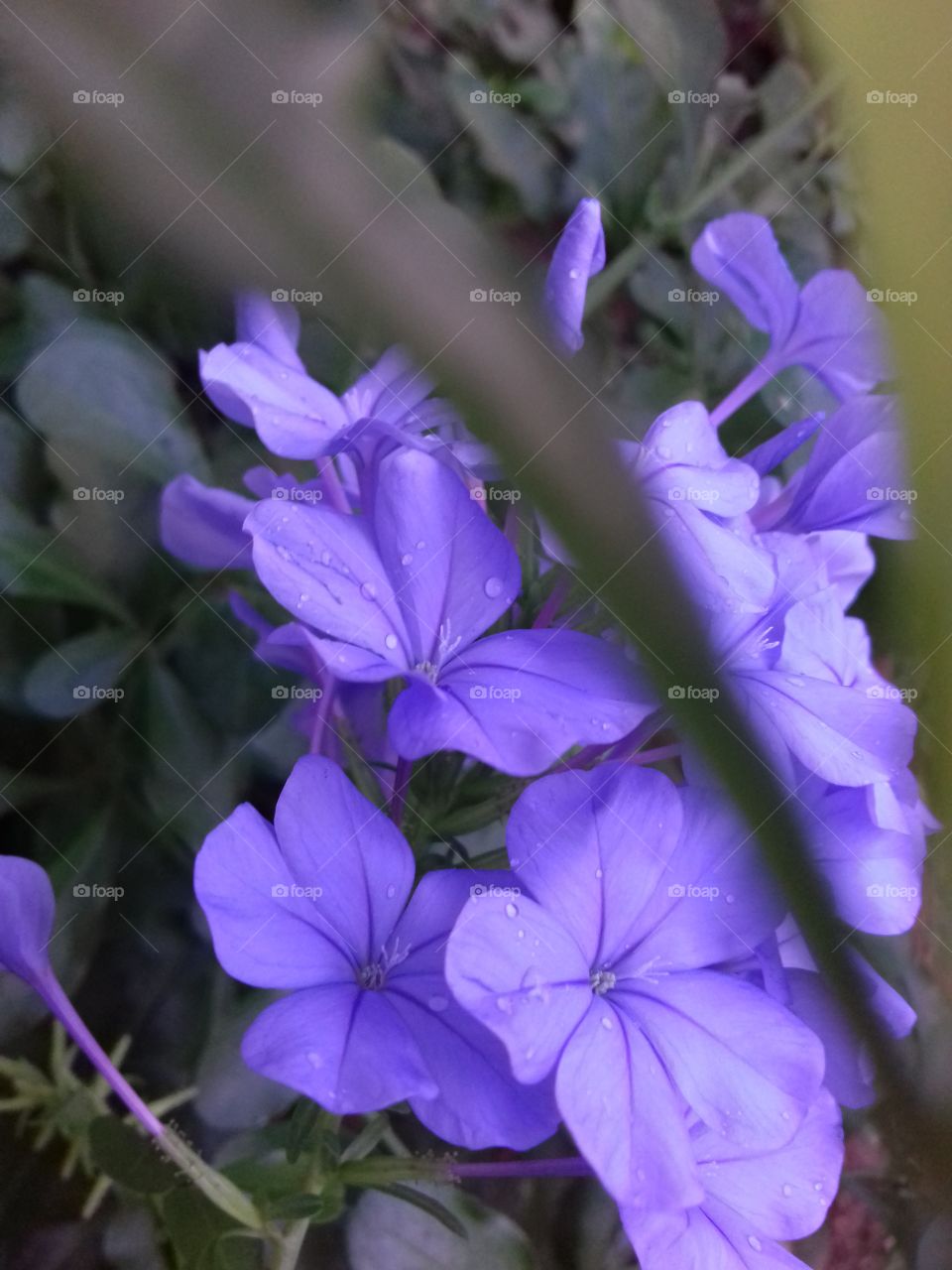 purple flower bunch