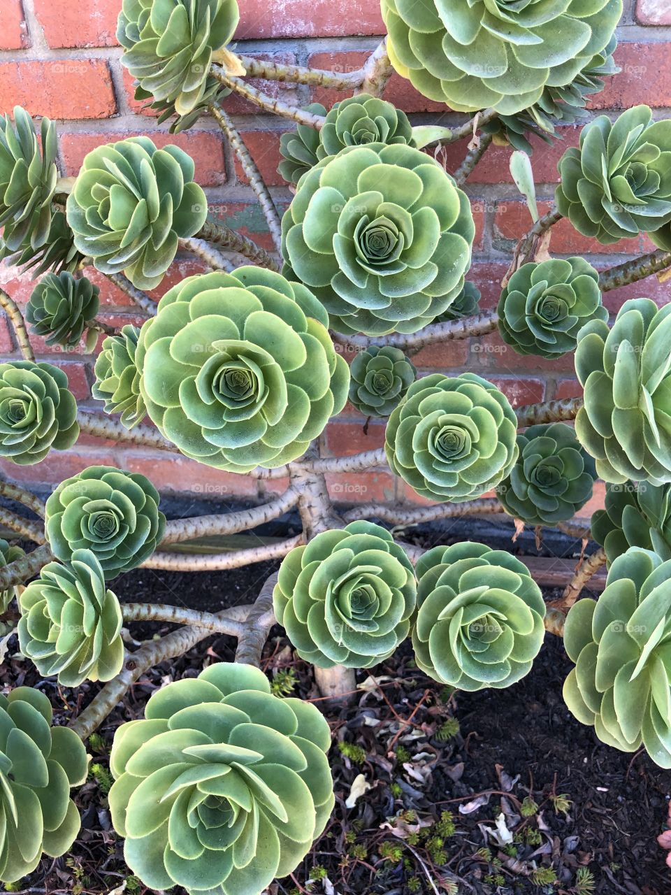 Succulents