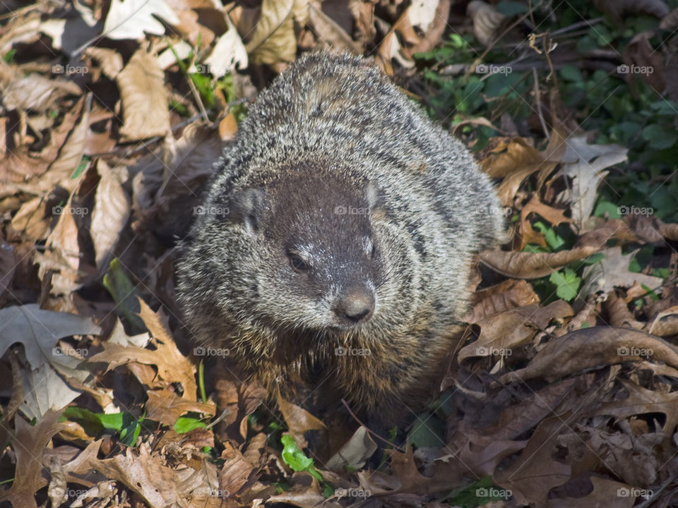 Groundhog Emerges