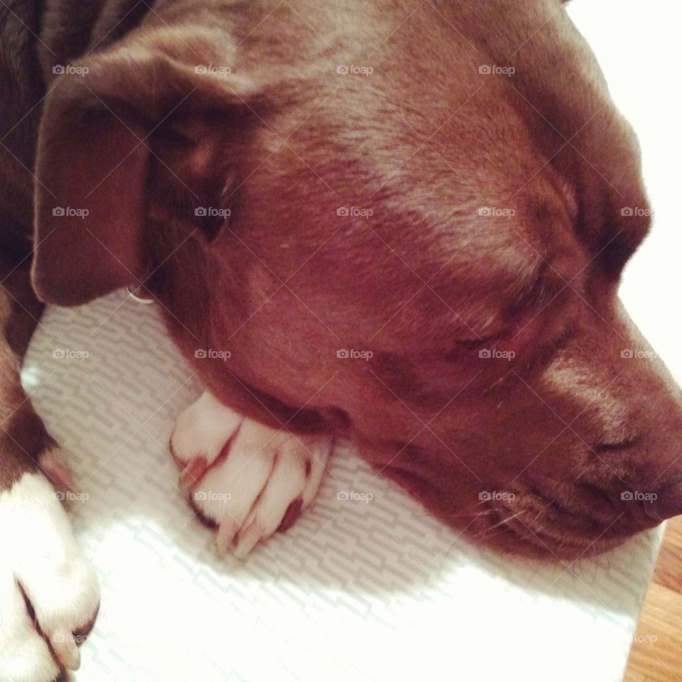 Let Sleeping Dogs Lie. Large brown Pit Bull sleeping. 