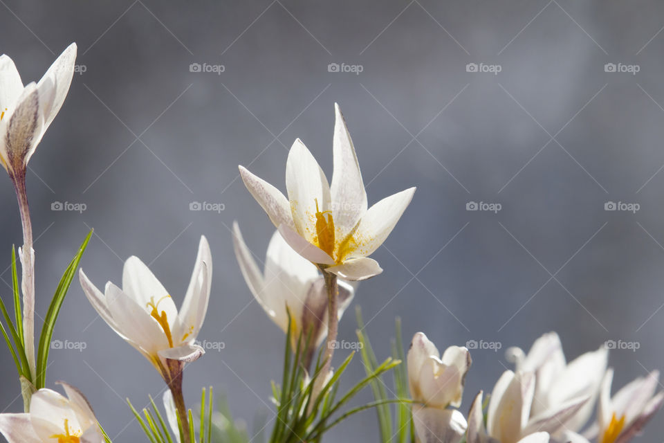Snowdrops or Crocus on a gray background.  First sign of spring concept!