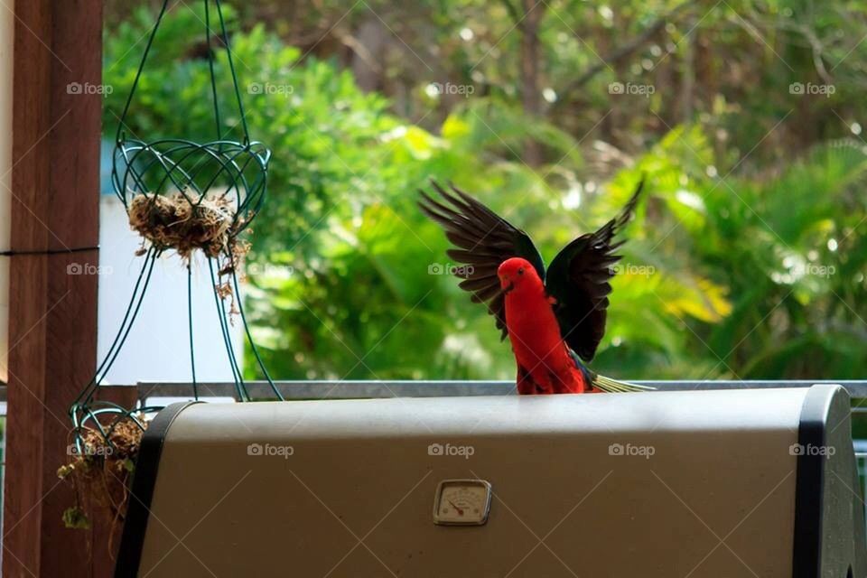 Male King Parrot Landing